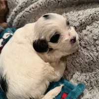 Cookie, a female Cockalier for sale in Augusta, GA – Photo 2 of 4
