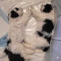 Cookie, a female Cockalier for sale in Augusta, GA – Photo 3 of 4