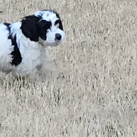 Cookie, a female Cockalier for sale in Augusta, GA – Photo 4 of 4