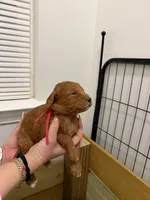 mr red mr green mr blue, a male Goldendoodle for sale in Douglasville, GA – Photo 1 of 3