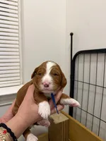 mr red mr green mr blue, a male Goldendoodle for sale in Douglasville, GA – Photo 2 of 3