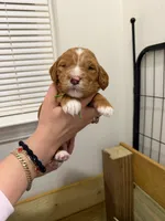 mr red mr green mr blue, a male Goldendoodle for sale in Douglasville, GA – Photo 3 of 3