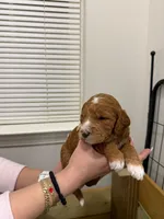 MS WHITE MS TEAL, a female Goldendoodle for sale in Douglasville, GA – Photo 1 of 2