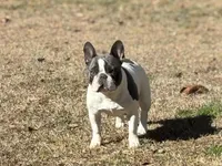 MAIA , a female French Bulldog for sale in Douglasville, GA – Photo 1 of 2