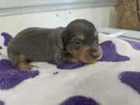 Bluey, a male Dachshund and Miniature Dachshund for sale in Branson, MO – 2 of 2
