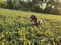 Sylvie, a female Dachshund and Miniature Dachshund for sale in Branson, MO – 3 of 3