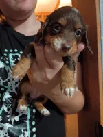 Rose, a female Miniature Dachshund for sale in Dallas, TX – 9 of 9