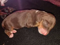 Rose, a female Miniature Dachshund for sale in Harrison, AR – 2 of 8