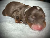 Rose, a female Miniature Dachshund for sale in Harrison, AR – 8 of 8