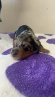 Blitz, a male Dachshund and Miniature Dachshund for sale in Branson, MO – 2 of 3