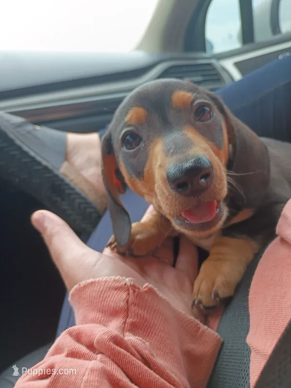 Midgie, a male Dachshund for sale in Dallas, TX – 1 of 1