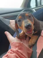Midgie, a male Dachshund for sale in Dallas, TX – 1 of 1