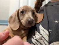 Stella, a female Dachshund and Miniature Dachshund for sale in Branson, MO – 3 of 8