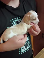 LemonDrop, a male Miniature Dachshund for sale in Dallas, TX – 2 of 6