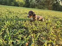 Sylvie, a female Dachshund and Miniature Dachshund for sale in Branson, MO – 2 of 3