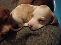 LemonDrop, a male Miniature Dachshund for sale in Dallas, TX – 6 of 6
