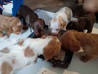 Moonshine, a male Dachshund and Miniature Dachshund for sale in Dallas, TX – 3 of 4