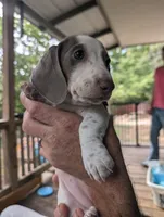 Pie🩷, a female Dachshund for sale in Little Rock, AR – 3 of 5