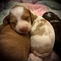 Moonshine, a male Dachshund and Miniature Dachshund for sale in Dallas, TX – 4 of 4