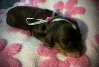 Rose, a female Miniature Dachshund for sale in Harrison, AR – 6 of 8