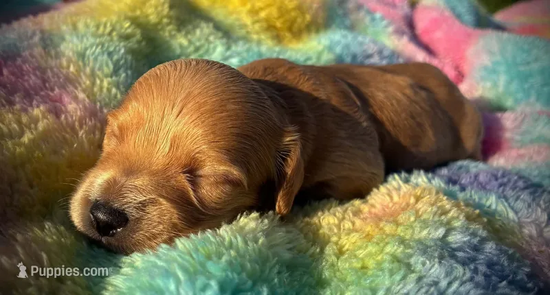 Champagne – Dachshund, Miniature Dachshund puppy for sale in Dallas, TX
