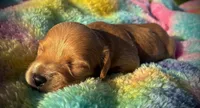 Champagne, a female Dachshund and Miniature Dachshund for sale in Dallas, TX – 1 of 3