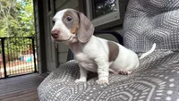 Pie🩷, a female Dachshund for sale in Little Rock, AR – 5 of 5