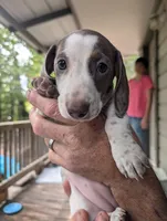 Pie🩷, a female Dachshund for sale in Little Rock, AR – 4 of 5