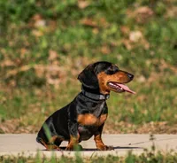Rose, a female Miniature Dachshund for sale in Harrison, AR – 5 of 8