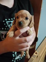 Champagne, a female Dachshund and Miniature Dachshund for sale in Dallas, TX – 2 of 3
