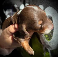Rose, a female Miniature Dachshund for sale in Harrison, AR – 4 of 8