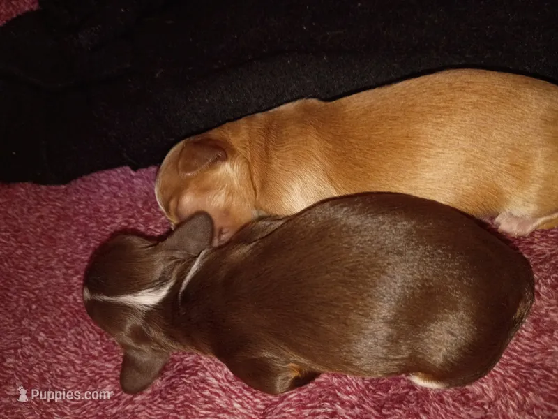 Rose – Miniature Dachshund puppy for sale in Harrison, AR