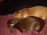 Rose, a female Miniature Dachshund for sale in Harrison, AR – 1 of 8