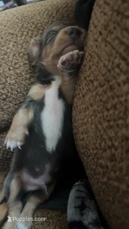 Bluey – Dachshund, Miniature Dachshund puppy for sale in Branson, MO