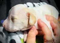 LemonDrop, a male Miniature Dachshund for sale in Dallas, TX – 5 of 6