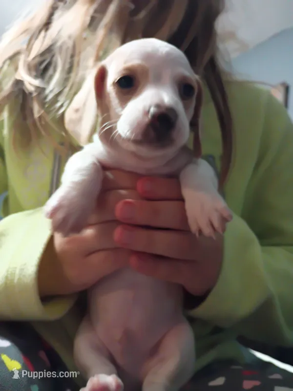 LemonDrop – Miniature Dachshund puppy for sale in Dallas, TX