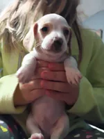 LemonDrop, a male Miniature Dachshund for sale in Dallas, TX – 1 of 6