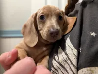 Stella, a female Dachshund and Miniature Dachshund for sale in Branson, MO – 4 of 8