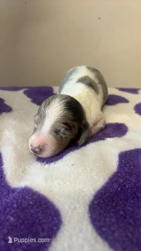 Star – Dachshund, Miniature Dachshund puppy for sale in Branson, MO