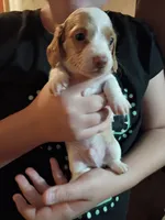 Moonshine, a male Dachshund and Miniature Dachshund for sale in Dallas, TX – 1 of 4