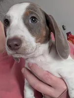 Pie🩷, a female Dachshund for sale in Little Rock, AR – 2 of 5