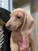 Stella, a female Dachshund and Miniature Dachshund for sale in Branson, MO – 6 of 8