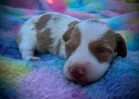 Moonshine, a male Dachshund and Miniature Dachshund for sale in Dallas, TX – 2 of 4