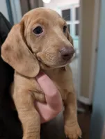 Stella, a female Dachshund and Miniature Dachshund for sale in Branson, MO – 8 of 8