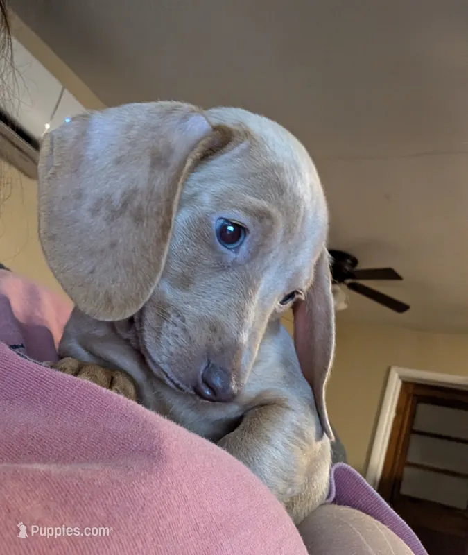 Stella – Dachshund, Miniature Dachshund puppy for sale in Branson, MO
