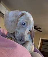Stella, a female Dachshund and Miniature Dachshund for sale in Branson, MO – 1 of 8