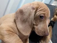 Stella, a female Dachshund and Miniature Dachshund for sale in Branson, MO – 5 of 8