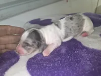 Star, a male Dachshund and Miniature Dachshund for sale in Branson, MO – 2 of 2