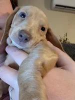 Stella, a female Dachshund and Miniature Dachshund for sale in Branson, MO – 2 of 8
