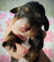 Rose, a female Miniature Dachshund for sale in Harrison, AR – 7 of 8